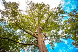 Trusted Huntingburg, IN Tree Removal Experts