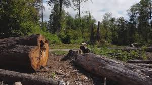 Best Hazardous Tree Removal  in Huntgburg, IN