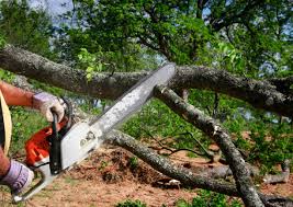 Professional Tree Removal in Huntingburg, IN