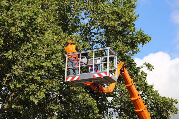 Best Grass Overseeding  in Huntgburg, IN
