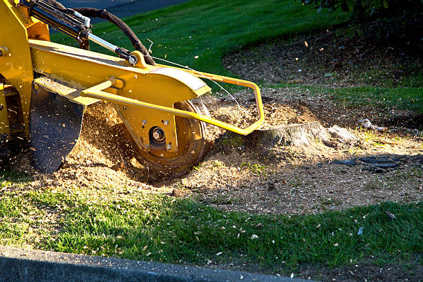 Best Lawn Disease Treatment  in Huntgburg, IN