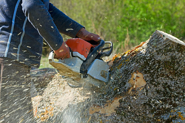 Best Arborist Consultation Services  in Huntgburg, IN