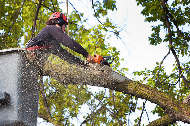 Leaf Removal in Huntingburg, IN
